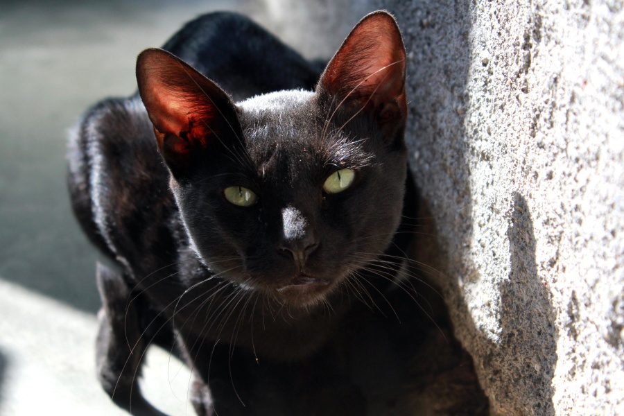 svart katt, grönt öga, katt, katt, djur, kattunge, päls, pet, tamkatt