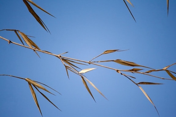 dry grass, blue sky, branch