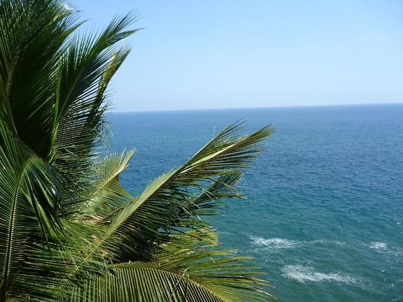 palmetræ, blå himmel, hav, strand, kokos, ocean, kyst