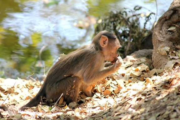 monkey, primate, macaque, animal