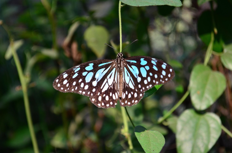 blue, butterfly, insect, animal, green leaf