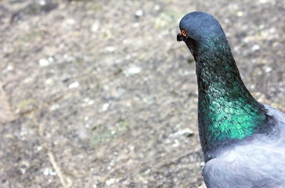 pigeon, black, head, dove, design, bird