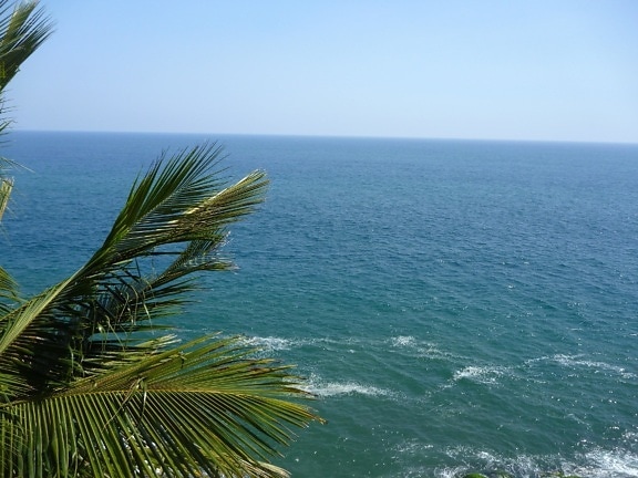 Palm tree, blå hav, ocean, strand, hav, vand, sky, kyst, rejser, landskab, sommer