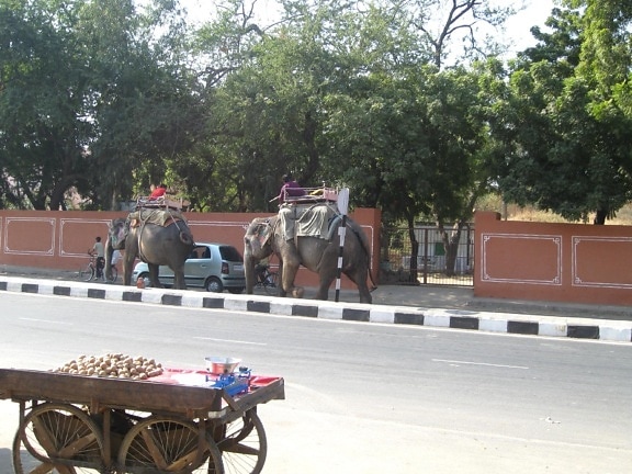 elephant, India, road, cart, carriage, wagon, street