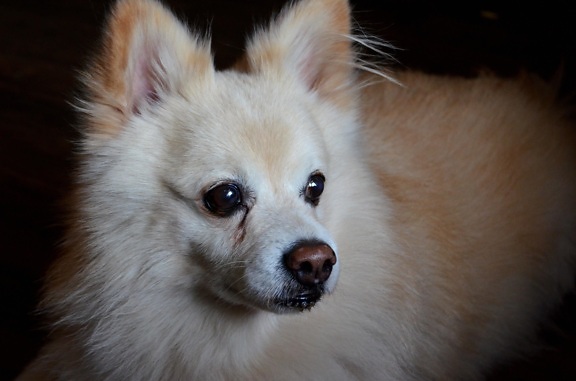 pomeranian dog, white, dog, canine, animal