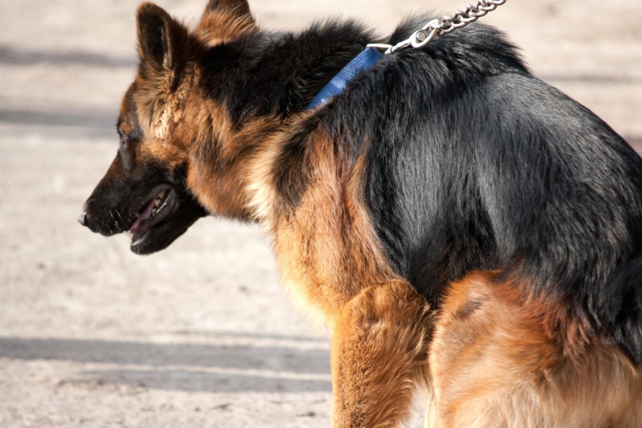 Correa, animal, perro negro, lindo, mascota, canino