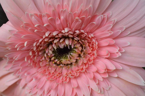 Дейзи, розово, цвете, венчелистче, Блум, Градина, макрос