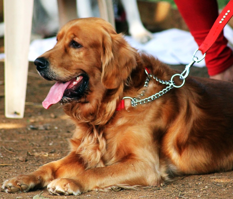 Perro perdiguero de oro, perro, canino, animal, mascota