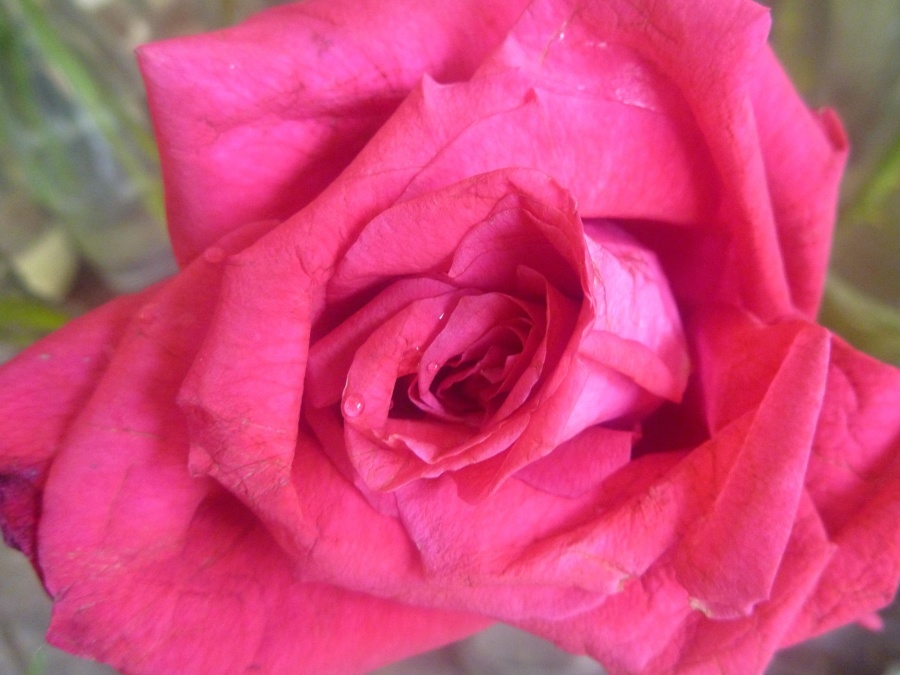 розово цвете, венчелистче, Градина, цветя, макро