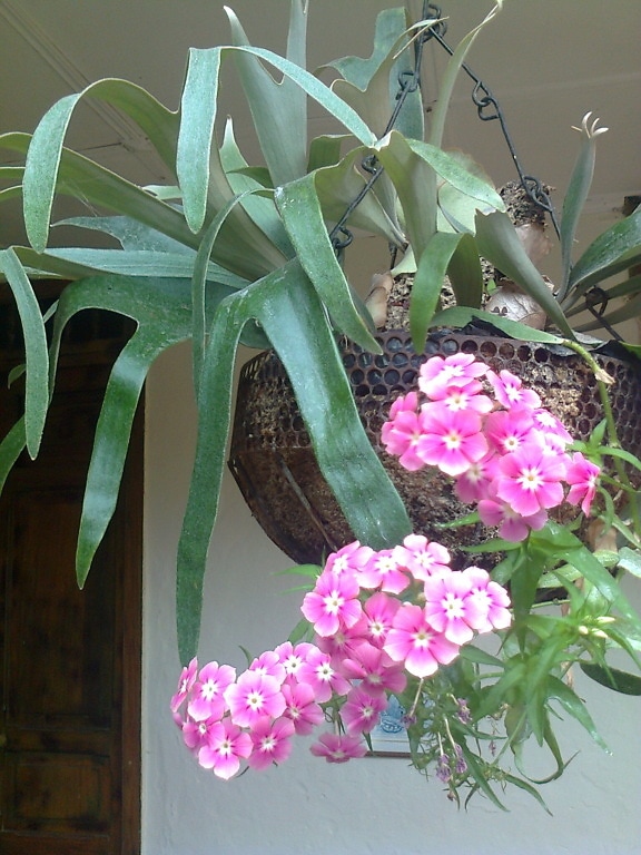 plant, flower pot, garden, leaves, summer, blossom