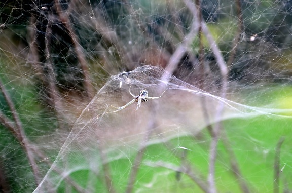 spider web, insect, branch, animal