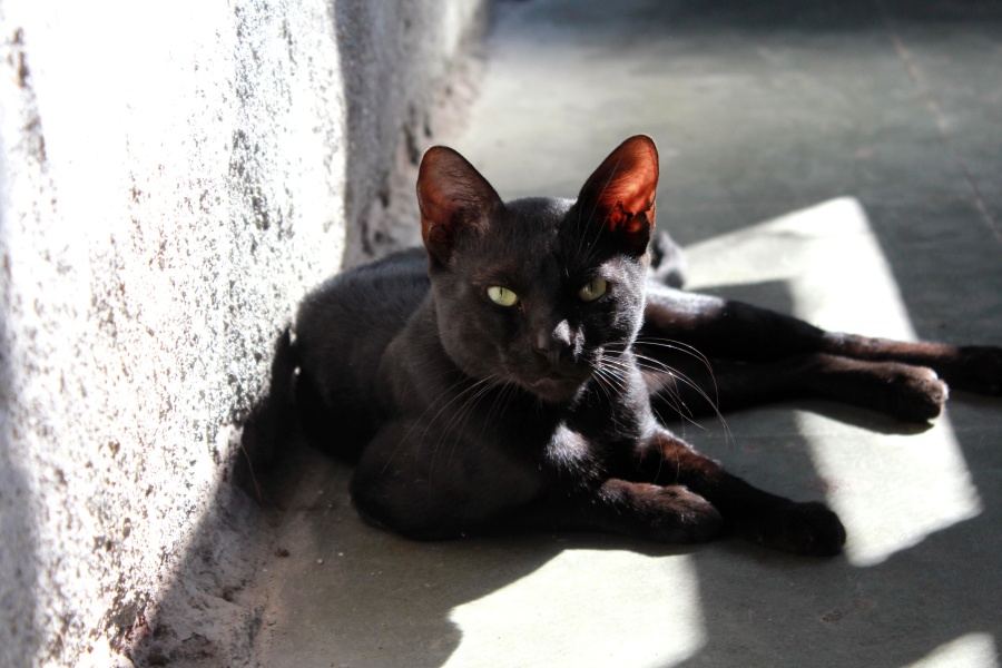 fekete macska, macska, cica, állat, kisállat, házimacska, szőrme, árnyék