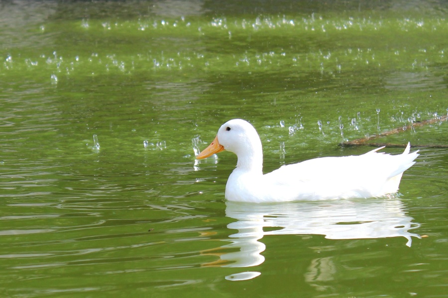 white duck, green water, bird, duck, waterfowl