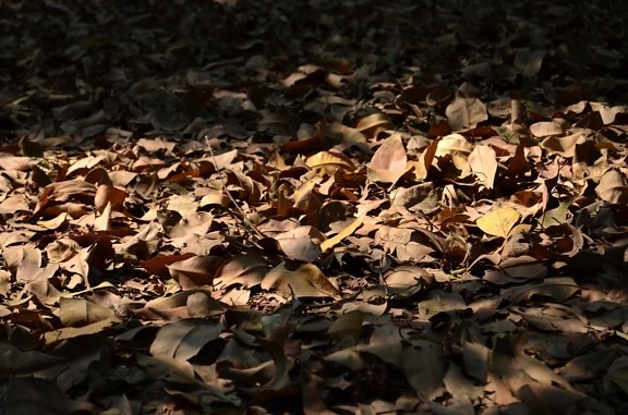 dark, sahdow, leaves, ground, forest