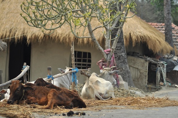 India, village, cow, livestock, animal, cattle