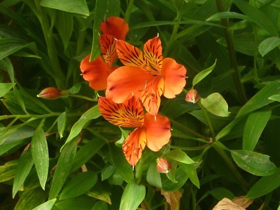 trädgård, kronblad, pistill, orange färg, blomma, gröna blad