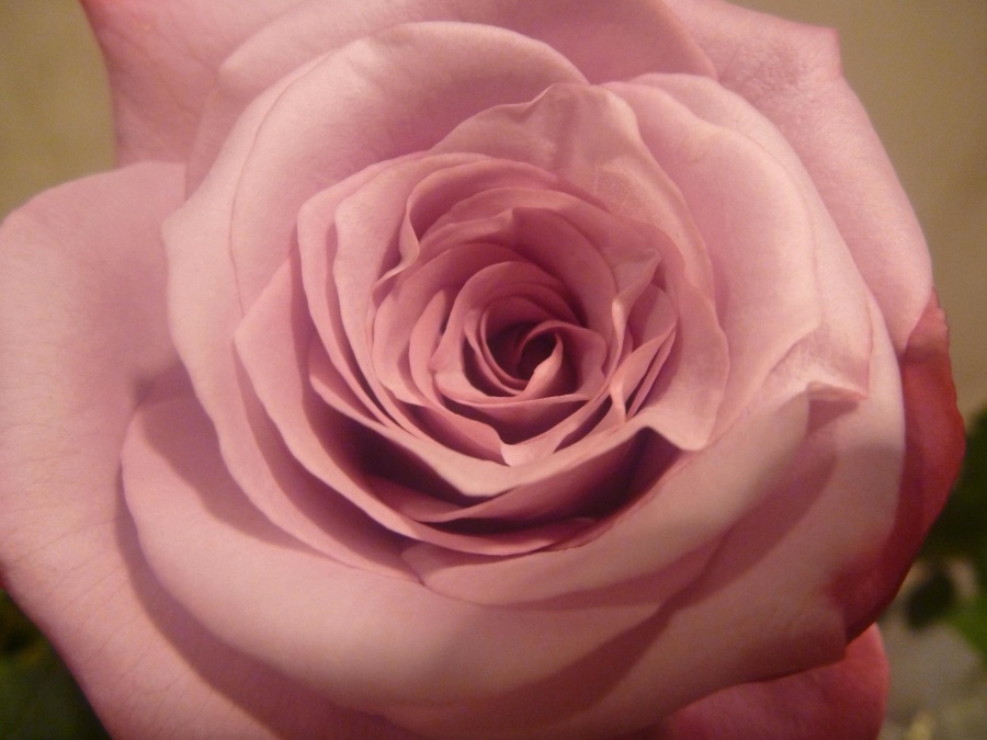 Schöne, rosafarbene Blume, Blütenblätter, Makro