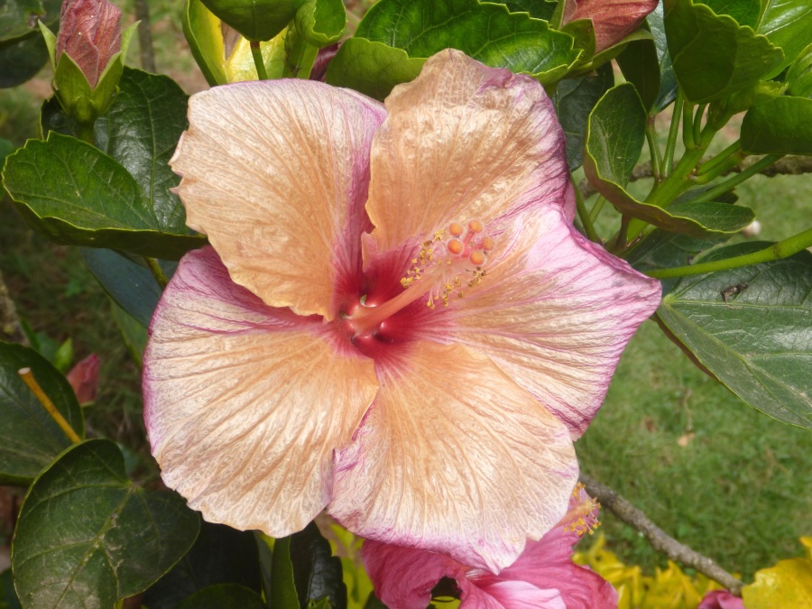 Hibiscus bloem, roze, bloei, plant, bloesem, stamper, bloemblaadje, Tuin