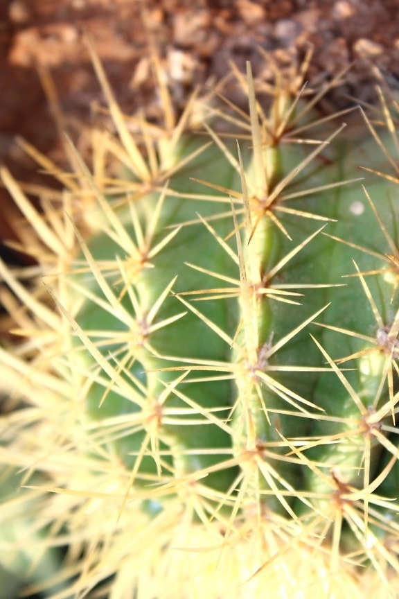 thorn, plant, cactus, macro