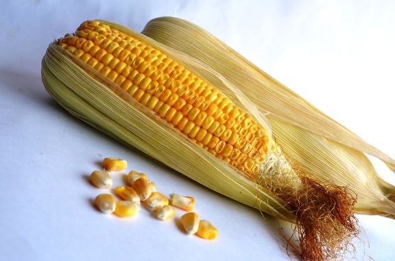 Dieta, maíz, vegetal, semilla, grano, agricultura