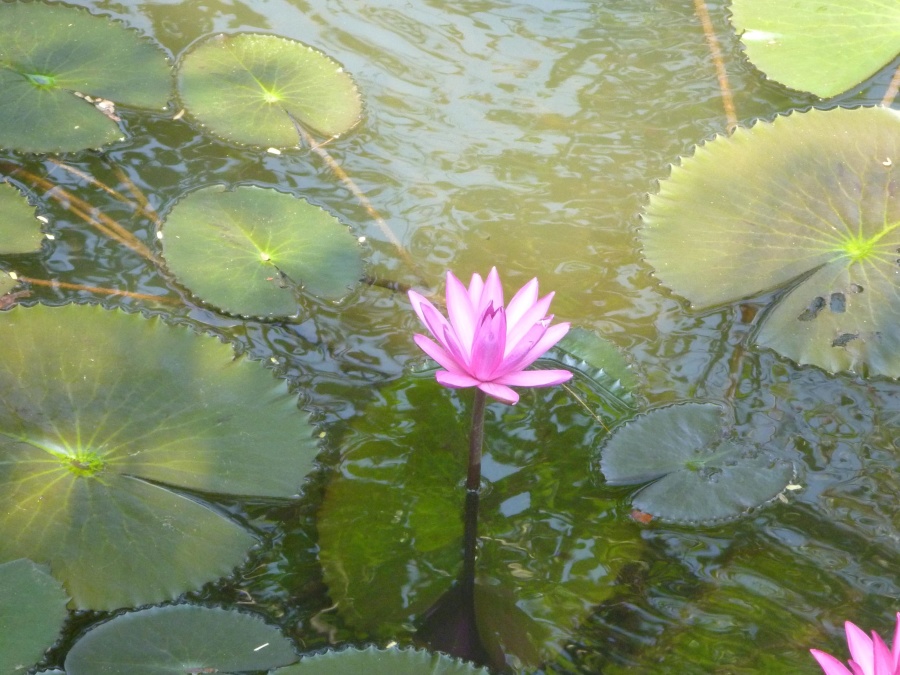Vihreät lehdet, Lotus, water lily, yrtti kaunis, kukka