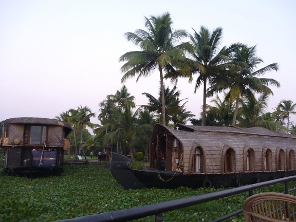 boat, swamp, tourism, palm tree, ship