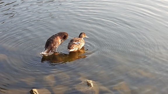 duck, bird, lake, animal