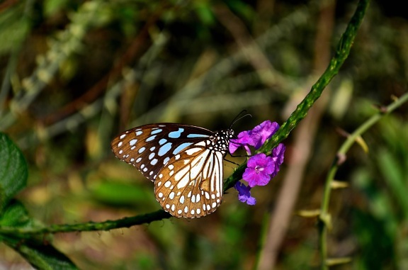 kupu-kupu, bunga, serangga, warna-warni, belatung