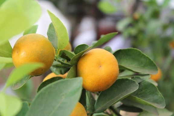 Orange frukt, citrus, orchard, frukt, mat, vitamin