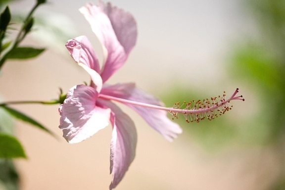Hibiscus, hương thơm, Hoa, cánh hoa, nhụy, Hoa