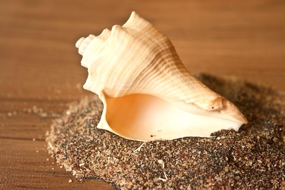 Seashell, gastrópodo, molusco, arena, naturaleza muerta