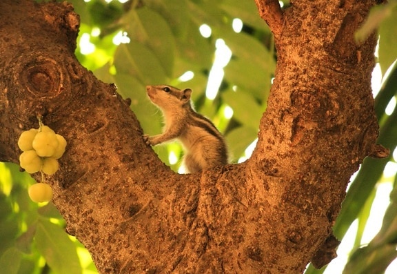 veverička, zviera, strom