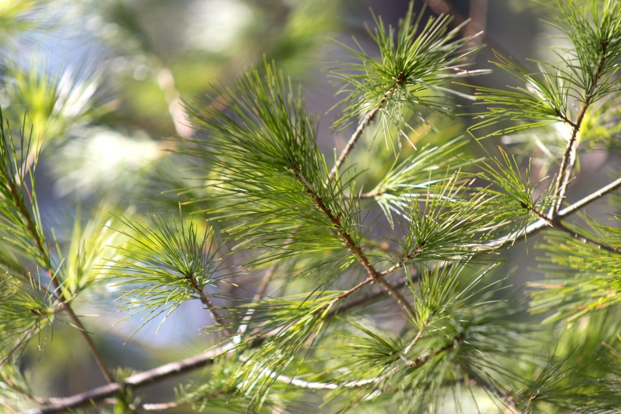 nature, trees, pine tree, conifer, branch, green, leaf, plant