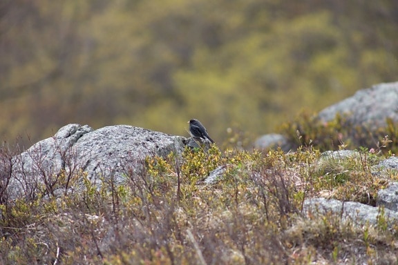 black sparrow, bird, nature, nature, bird, animal