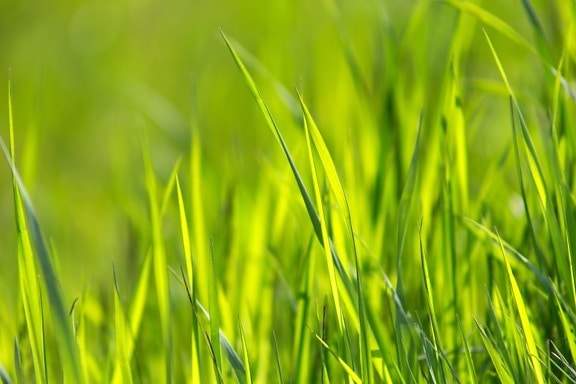gress, grønn, makro, natur