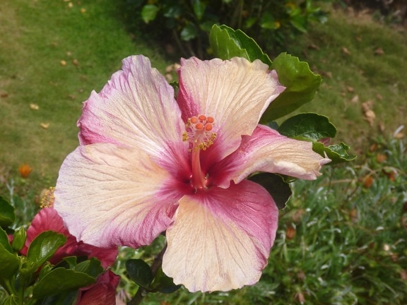 Hibiscus bloem, bloesem, Tuin, stamper, plant, petal