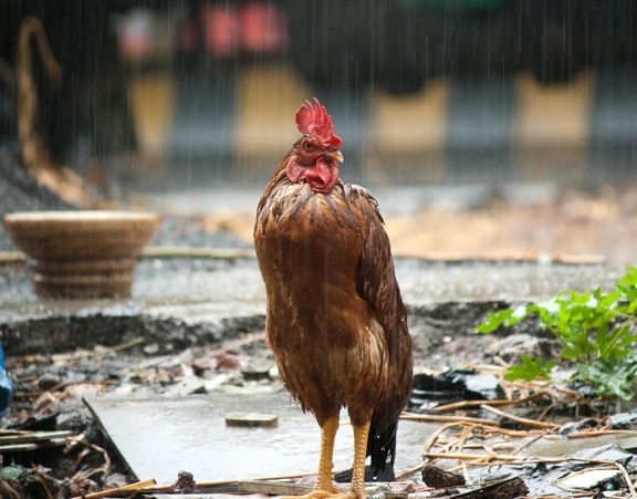 hen, rain, bird, chicken, rooster, animal