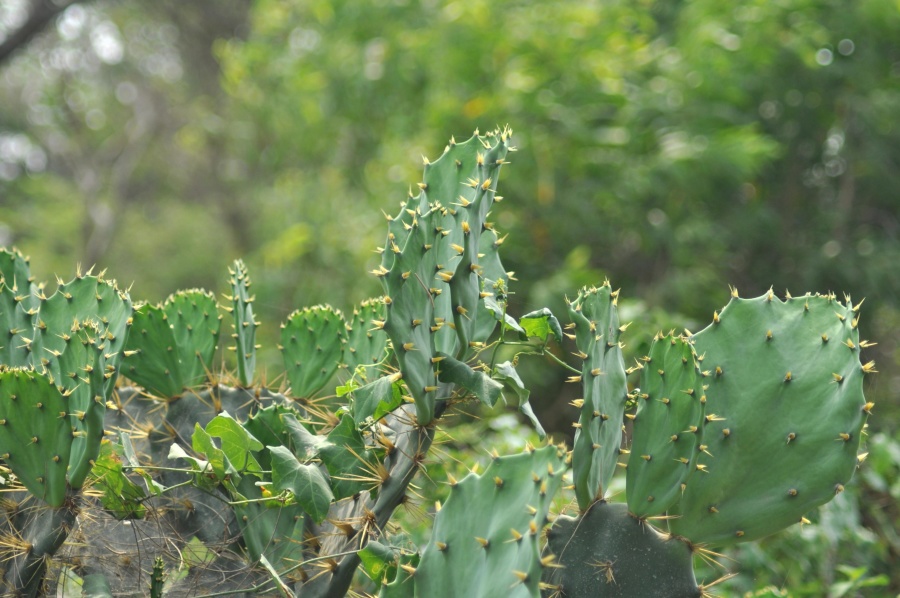 kaktus, zařízení, zelená, poušť, herb, thorn