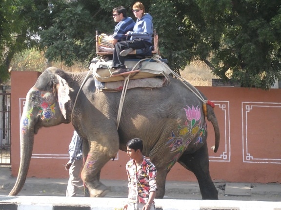 слон, турист, Индия, улица, цветни