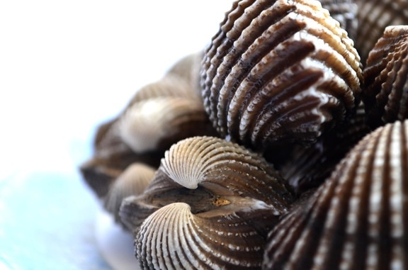 Seashells, molusco, todavía vida, objeto, decoración, macro