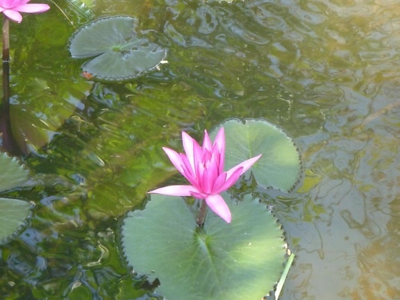 Lotus blomst vannlilje, lake, grønne blad, urt, rosa
