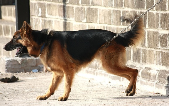 Duitse shephard, Honds, dier, hond, huisdier