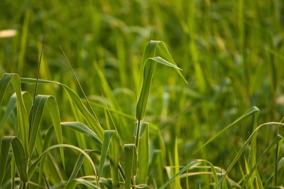zöld, mezőgazdaság, kukorica, fű, mező, gyógynövény