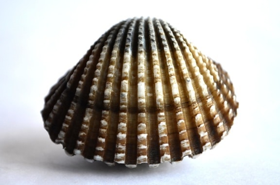 Seashell mollusk, stadig liv, detaljer, makro