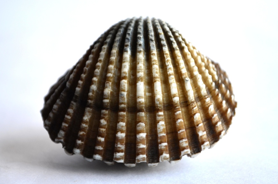 Seashell, molusco, todavía vida, detalle, macro