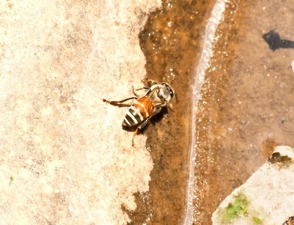 곤충, 벌 꿀 꿀벌, arthropod