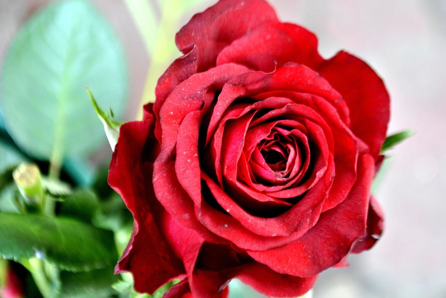 Червона троянда, букет, квітка