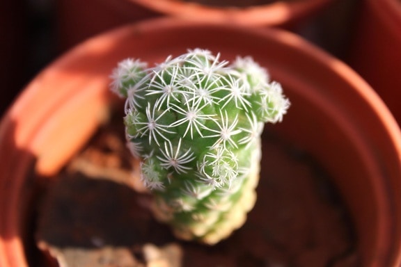 beautiful, cactus, flower pot, thorn, macro, herb