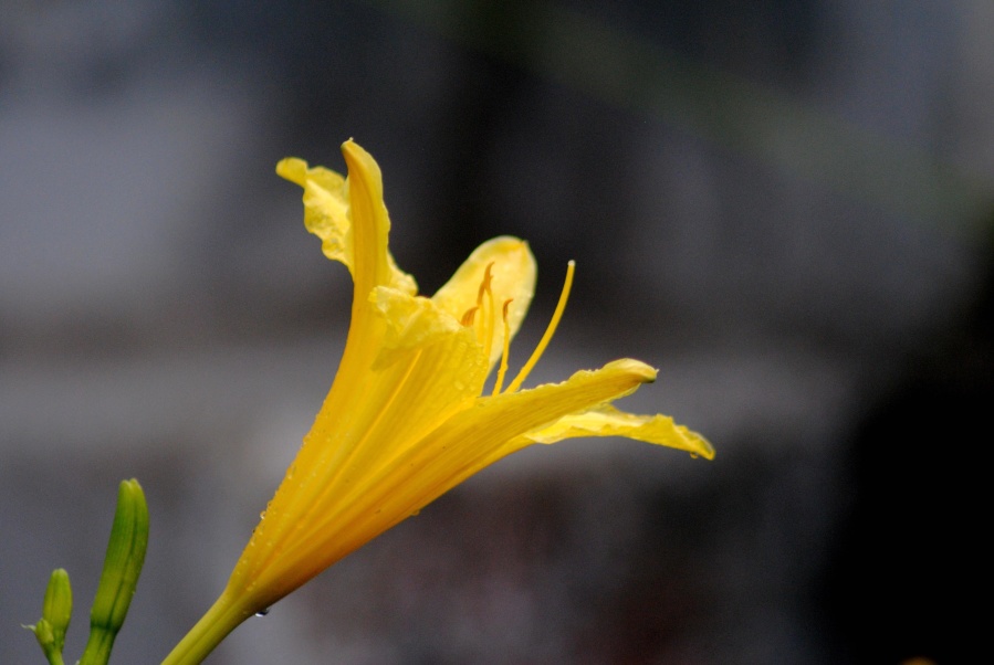 yellow flower, pistil, macro, dew