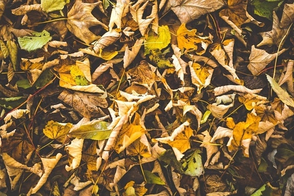 Foglia marrone, autunno, terra
